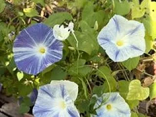 自分のことが分かる子に；メタ認知しよう！