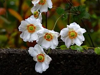 塀際の秋明菊