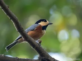 超久しぶりの探鳥は大苦戦。何とかヤマガラ…