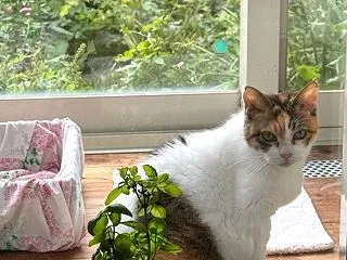 曇り、お寺さん