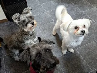 黒い爪の犬の爪切りは難しい：血管が見えな…