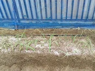 タマネギ苗・早生種「ソニック」５０本を植…