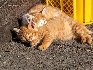 遊び疲れて電池切れの子猫達☆