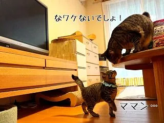 もちっ子のご挨拶☆流行トラップごっこ