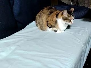 話題の「ゴリラのひとつかみ」を使ってみた