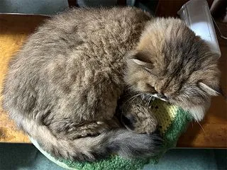 今日はハニー！