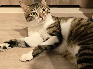 はっさくの、それなに？