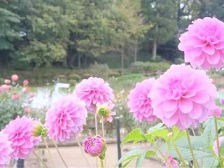 ダリア園に行ってきました。（旅の相談）