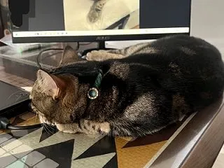 ヨイ子