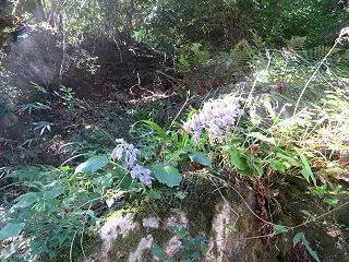 ちょこっと渓流歩き・こんな所でオヒガンギ…