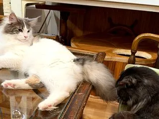 リオウとピアノ