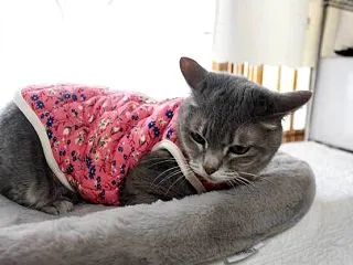 ハルモニチョッキ 猫バージョン