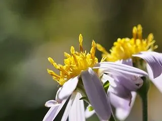 斑入り嫁菜