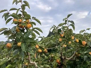 豊岡の柿畑♪