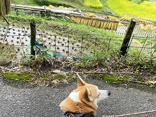 稲刈りの進む下赤阪の棚田
