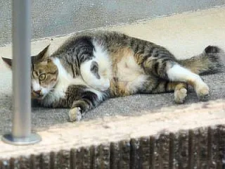 今度は、空き家のヤマスエ君。