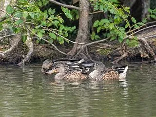 山のため池のハシビロガモ・マガモ・コガモ…