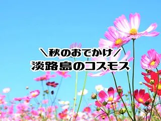【淡路島 コスモスの名所】おすすめスポッ…