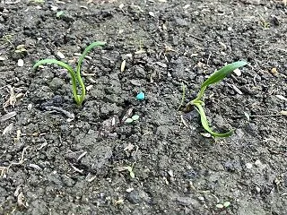 ほうれん草の種蒔き7回目