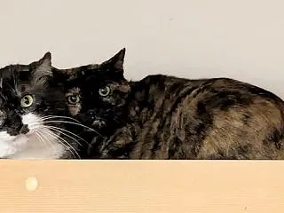 里親さんを待ってる猫たち(10/20)