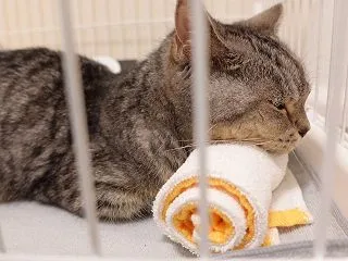 「それ待ってた！」ケージ療養中の猫にタオ…