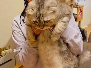 娘と葉月のまったりタイム。猫って縦になる…