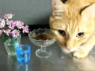 酔っぱらったら踊り出す