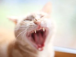 【写真】きなちゃん No,82