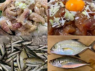 【三崎港・北条湾】メッキ・アジ・ウルメイ…