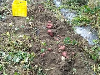 甘藷掘り 収穫落ちる 腰立たず（かんしょ…