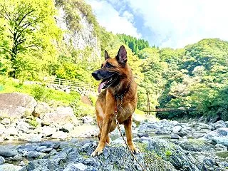 そうですシェパキャンです