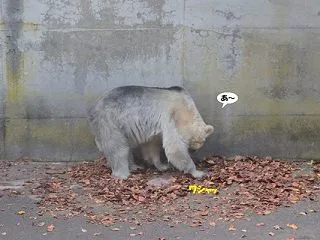 枯れ葉を集めるクマさん