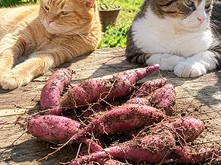 ショボサツマイモにしょんぼり