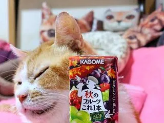 秋のフルーツこれ一本 ぶどう＆ミックスベ…