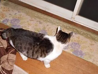 猫に小判を与えたら。 埋蔵金：弐千拾七両…
