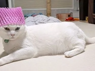 ネット帽子でドヤ顔