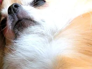なぜそんなに眠いの？