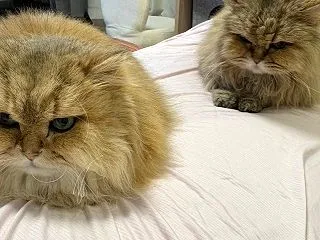 ペルシャーズの体調