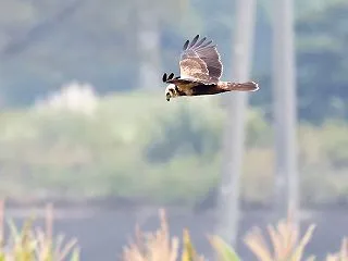 チュウヒ幼鳥
