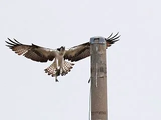 田園でミサゴがお食事