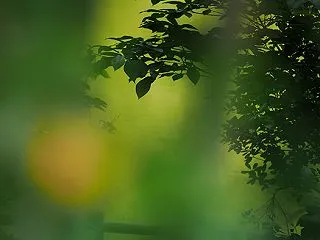 金木犀の香り