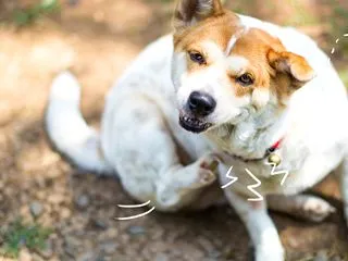 【犬のアトピー性皮膚炎】治療薬の薬とは？…