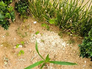 新規で追加した作業報告など