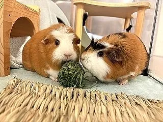３歳の秋