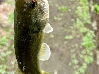 曇天はバス釣り②。