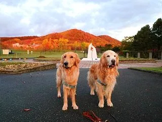 紅葉に朝焼けがプラスしたら👀