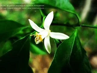 季節はずれの檸檬の花と受けとった清い言葉…