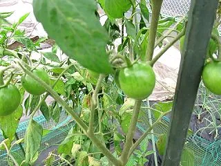 大根の間引きと2回目の種蒔き