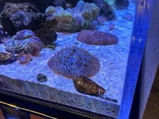 いおワールド鹿児島水族館３７