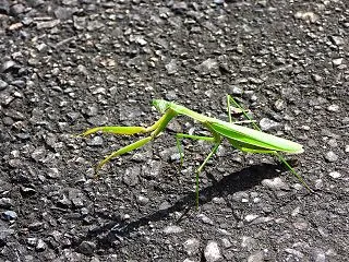 冬の虫はどこにいる？昆虫たちの越冬場所と…